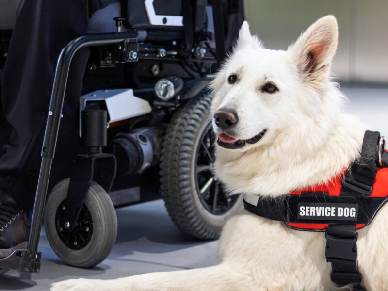service dog sitting next to wheelchair