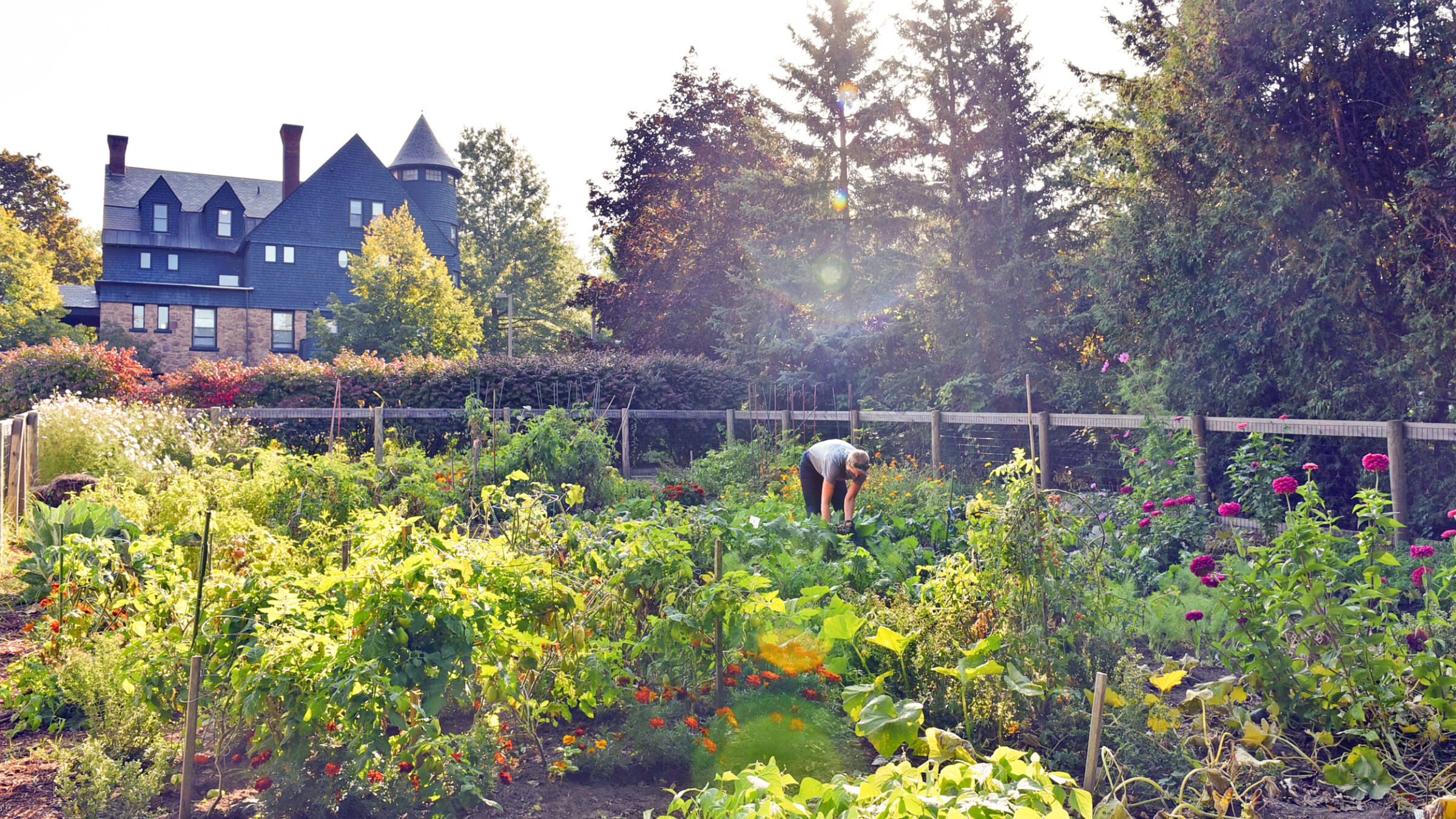 A far out shot of a woman in a flourishing garden