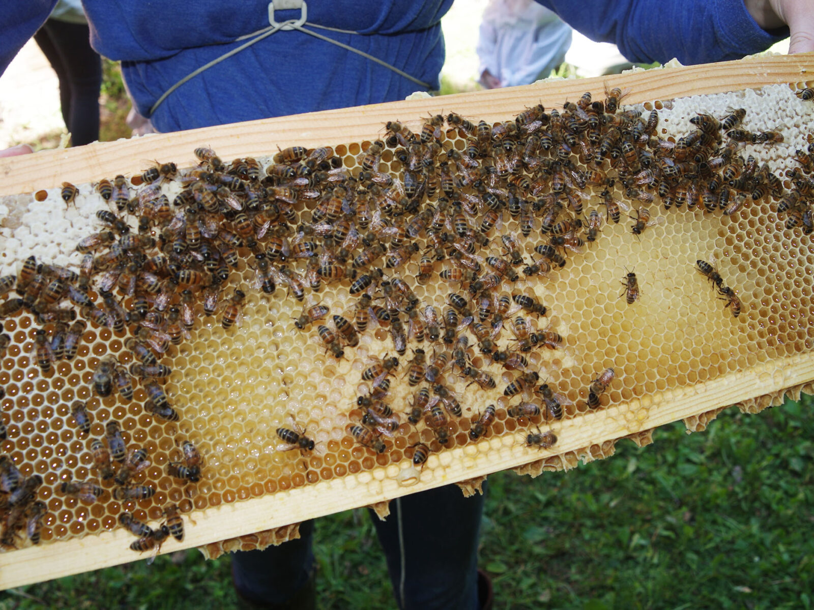 close up of Kristen Wolf holding a tray of bees