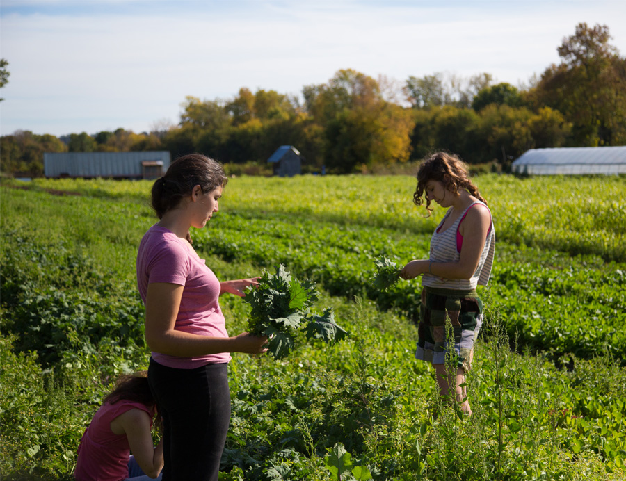 a group picking plants from a field 