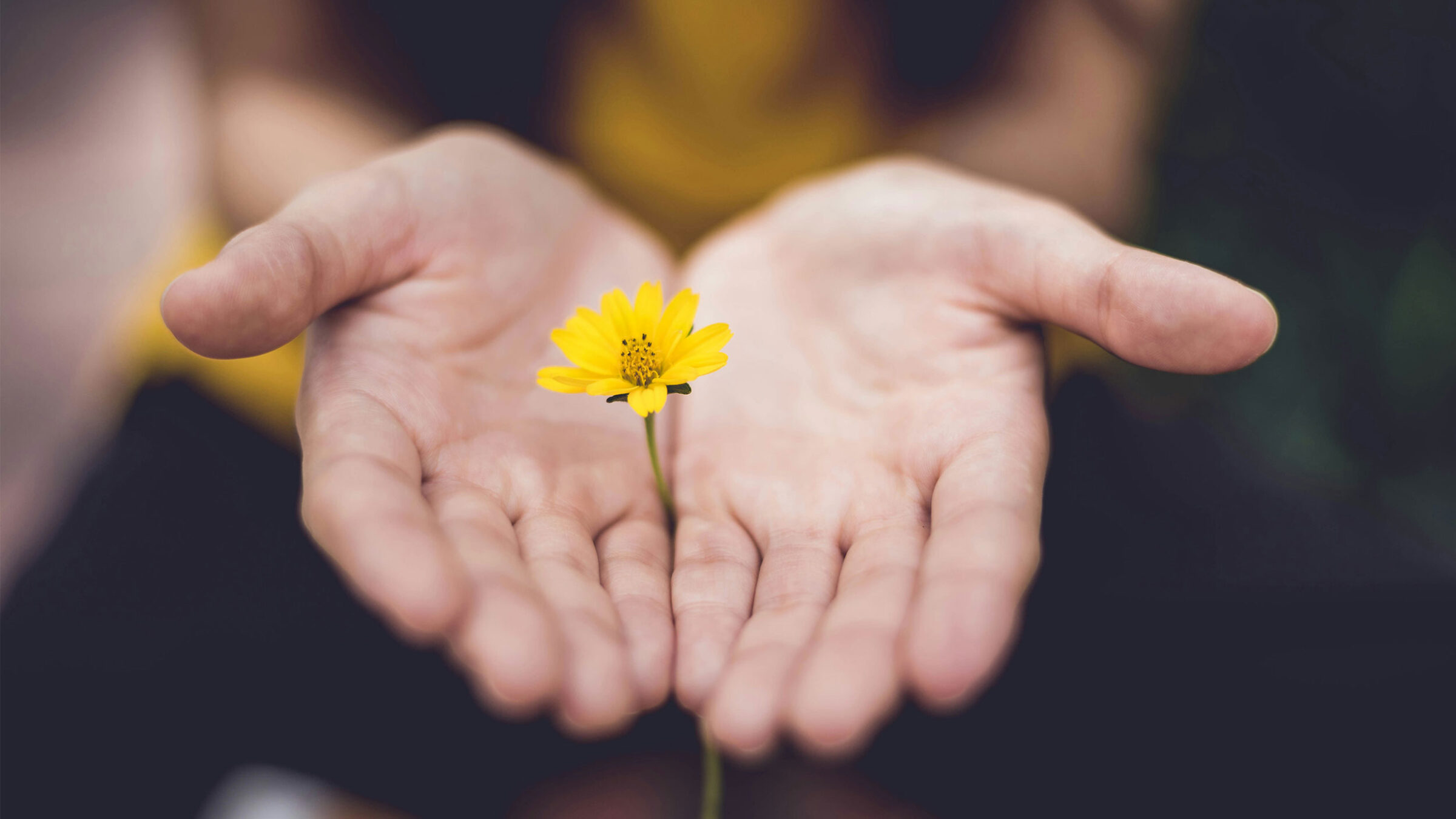 two palms open holding a yellow flower