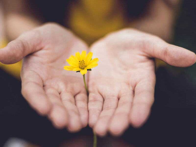 two palms open holding a yellow flower