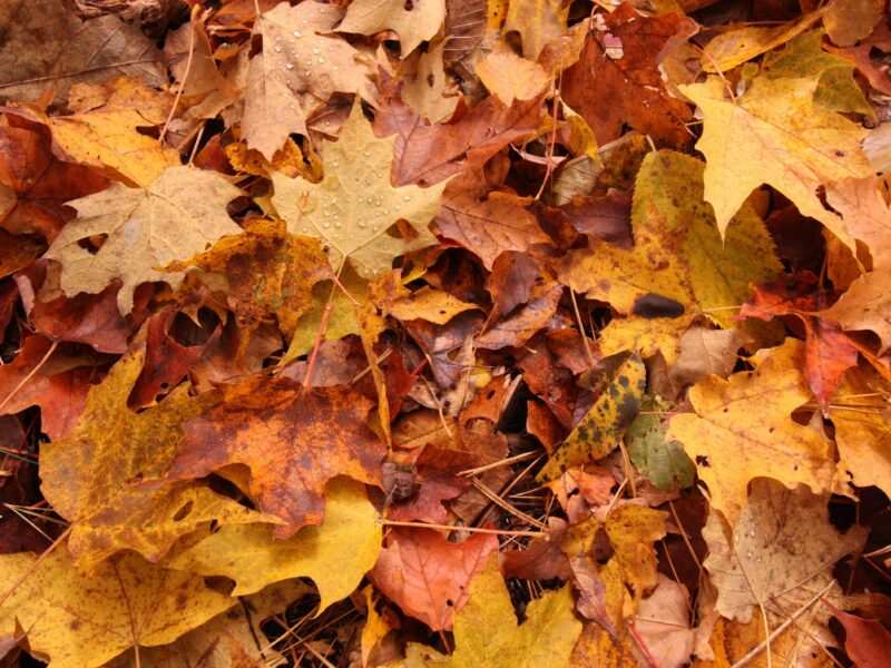 a pile of yellow and orange leaves on the ground