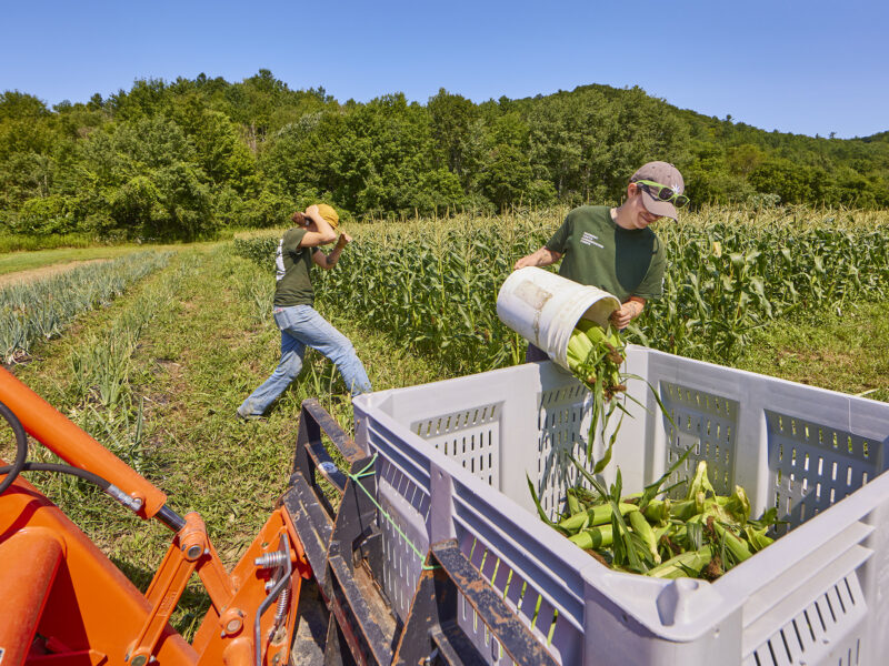 student interns put produce in bin