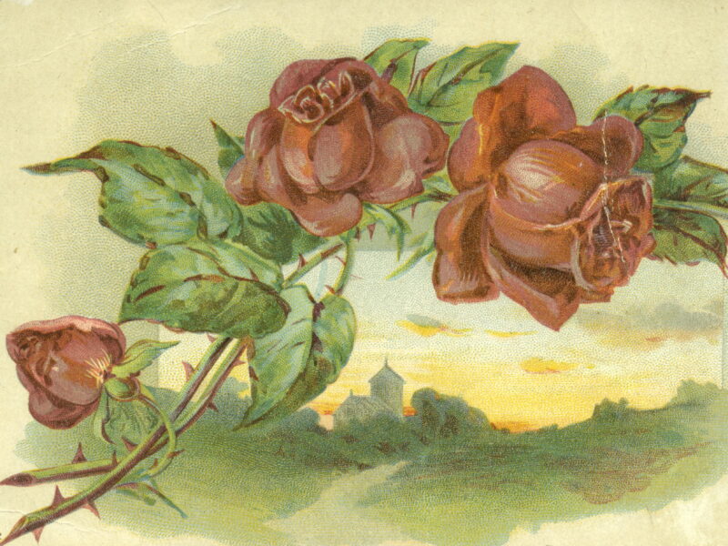 Vintage illustrated postcard featuring deep red roses with thorny stems and green leaves in the foreground, overlaid on a pastoral sunset landscape with a distant building.