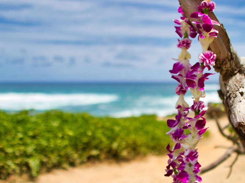 lei hanging on a branch with a coastal background