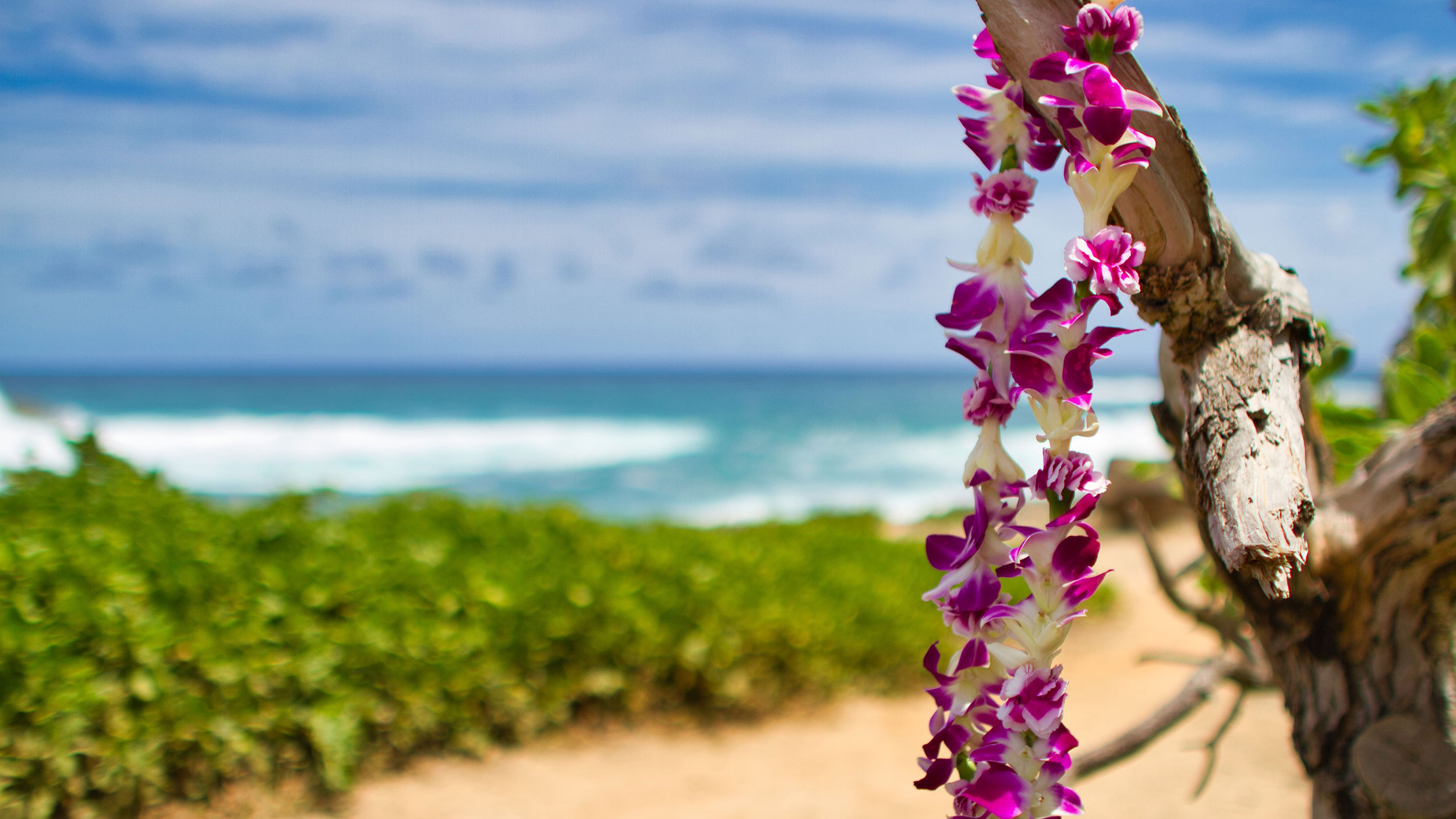 lei hanging on a branch with a coastal background