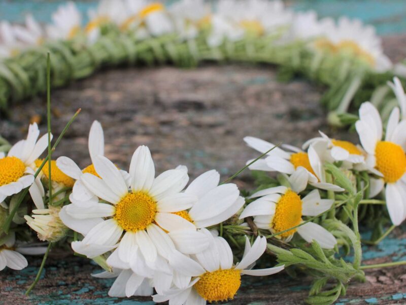 flower crown made with daisies