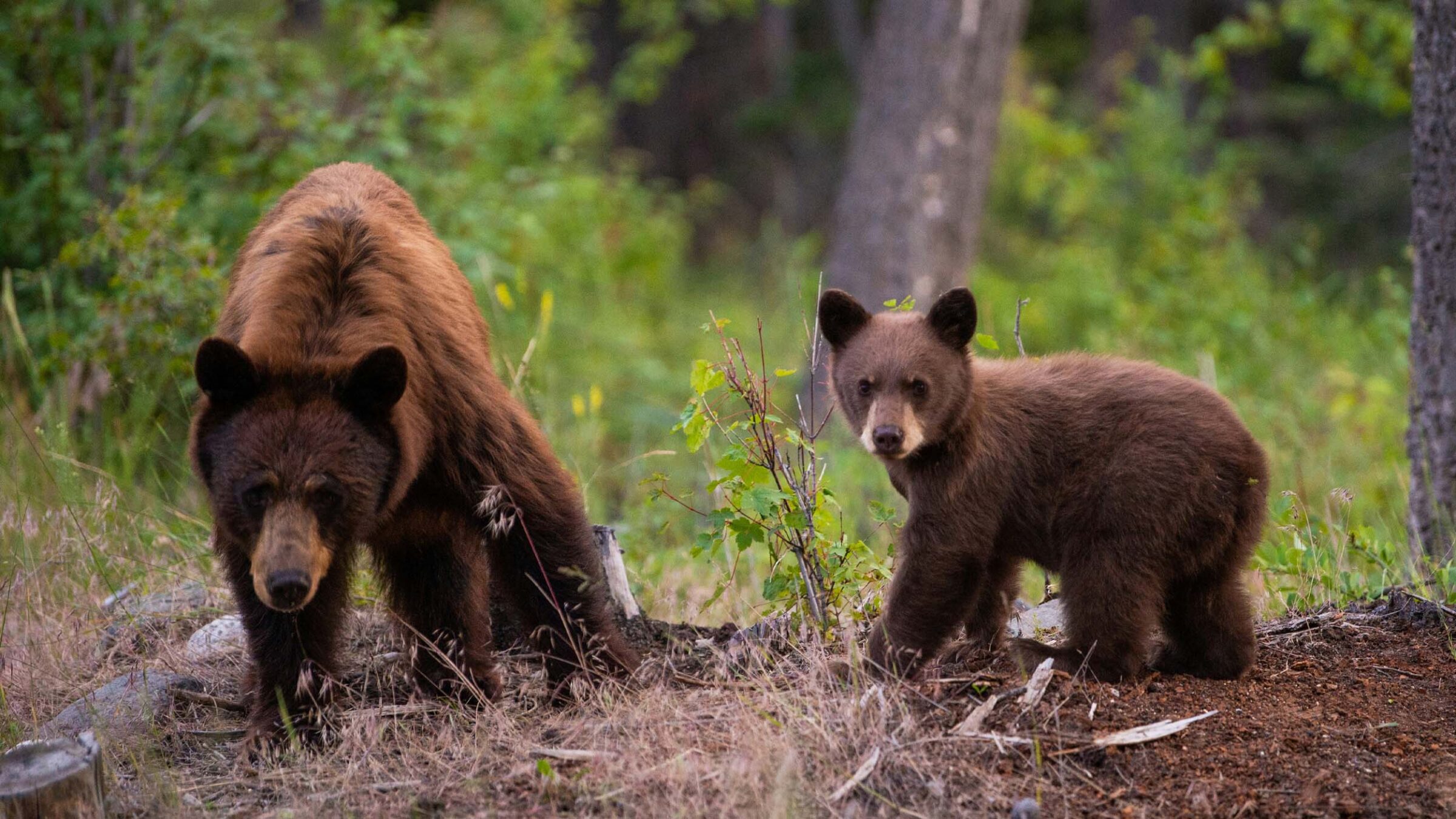 Two brown bears in the woods. Green plants and bark cover the ground under their feet.