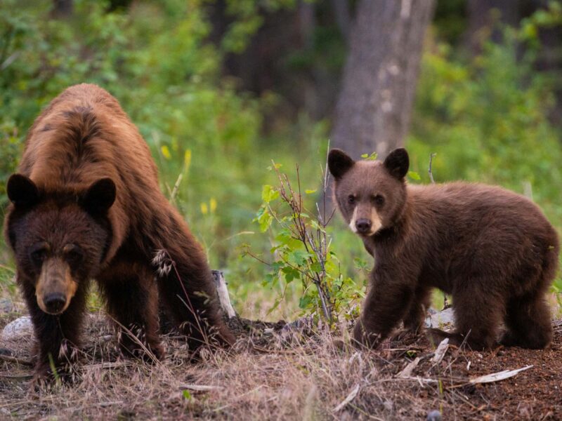 Two brown bears in the woods. Green plants and bark cover the ground under their feet.