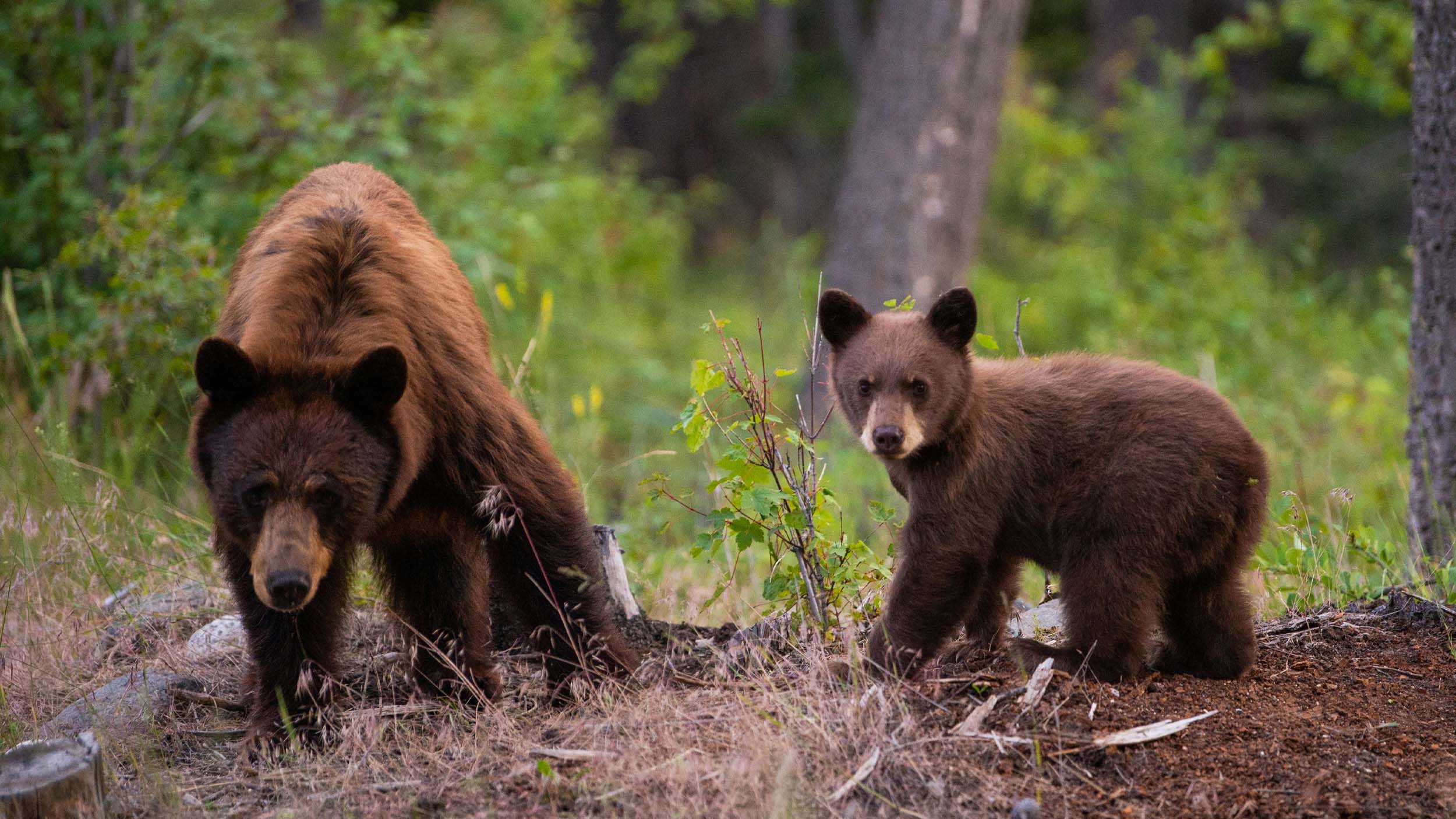 Two brown bears in the woods. Green plants and bark cover the ground under their feet.